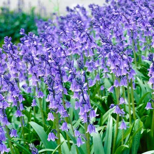 Hyacinthoides Hispanica Blue